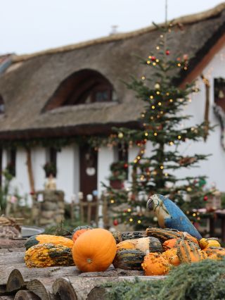 Je 1. listopadu, to znamená loučení se s podzimní výzdobou 🎃 a začátek příprav na Vánoce 🌲 My už vánoční náladu chvilku...